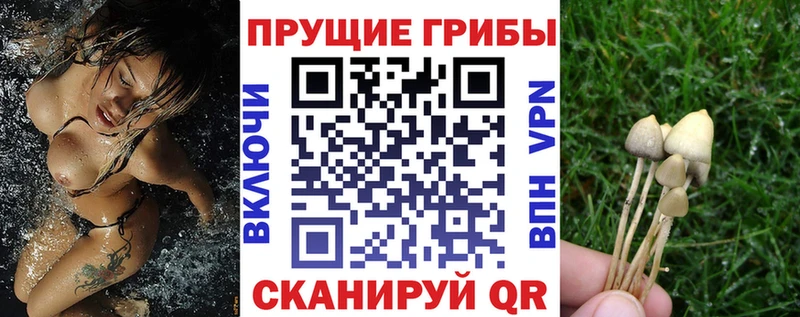 Псилоцибиновые грибы GOLDEN TEACHER  Горнозаводск 